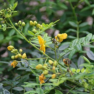 Senna ligustrina unspecified picture