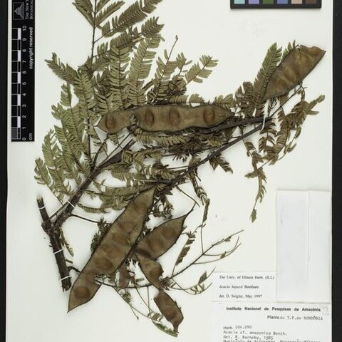 Acacia hayesii unspecified picture