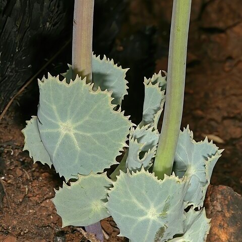 Senecio oxyriifolius unspecified picture