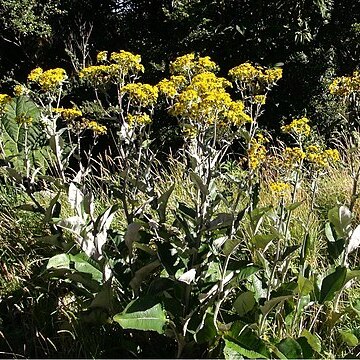 Senecio oerstedianus unspecified picture