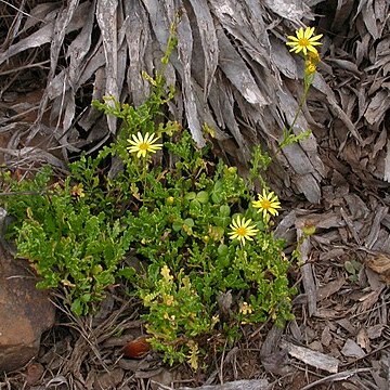 Senecio glabratus unspecified picture