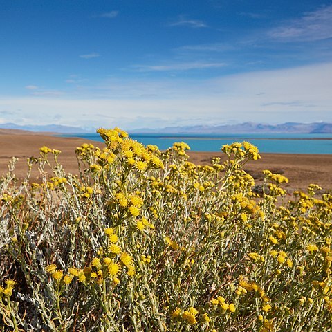 Senecio patagonicus unspecified picture