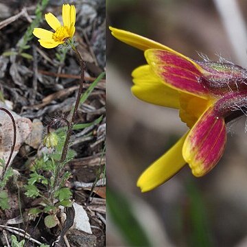 Senecio petraeus unspecified picture