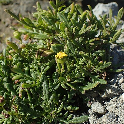 Senecio lautus unspecified picture