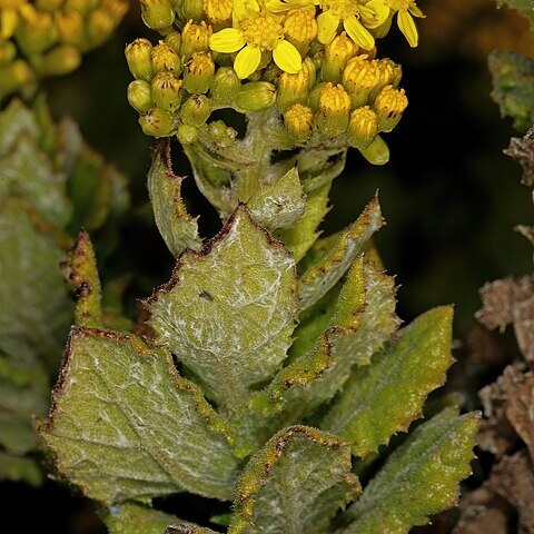 Senecio rigidus unspecified picture