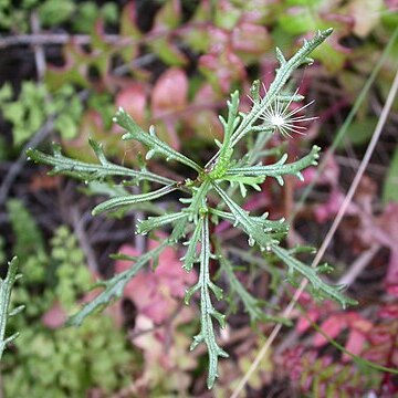 Senecio viscosissimus unspecified picture