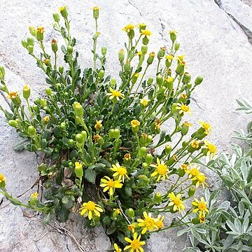 Senecio fremontii unspecified picture