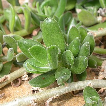 Kleinia implexa unspecified picture