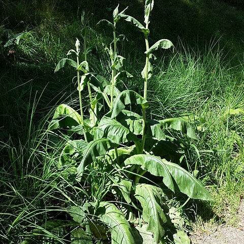 Senecio umbrosus unspecified picture