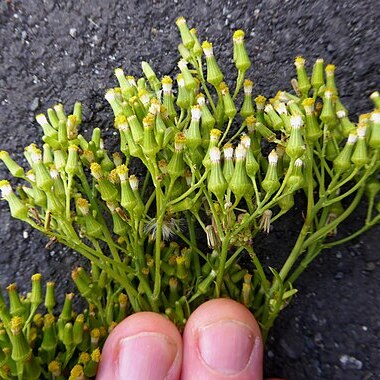 Senecio esleri unspecified picture