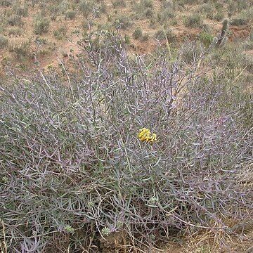 Senecio murorum unspecified picture