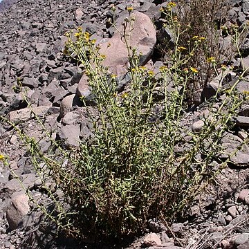 Senecio murinus unspecified picture