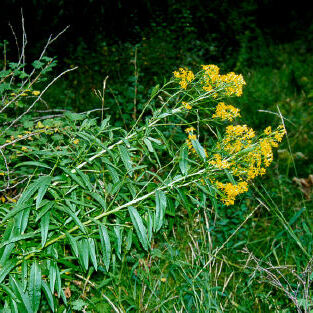 Senecio serra unspecified picture