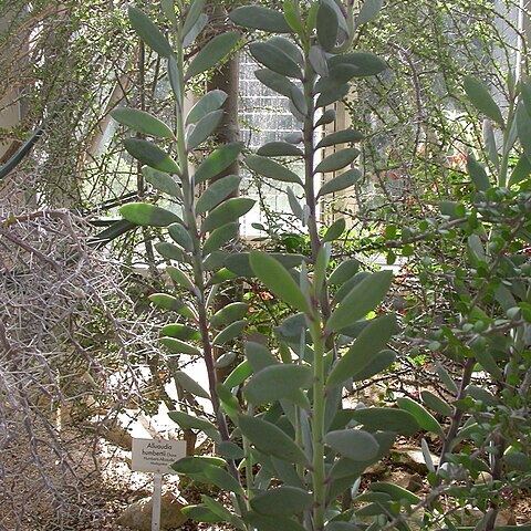 Senecio crassissimus unspecified picture