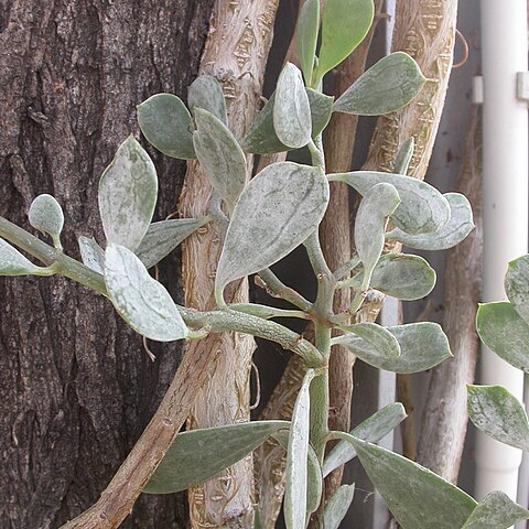 Senecio cedrorum unspecified picture