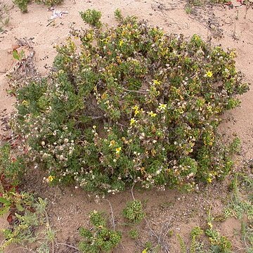 Senecio cerberoanus unspecified picture