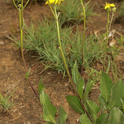 Senecio coronatus unspecified picture