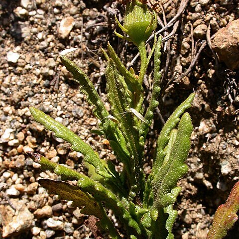 Senecio coquimbensis unspecified picture