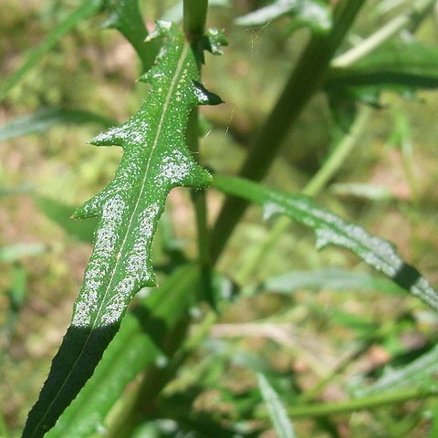 Senecio hispidulus unspecified picture