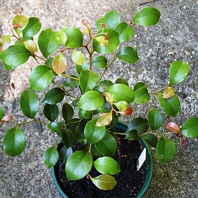 Cryptocarya williwilliana unspecified picture