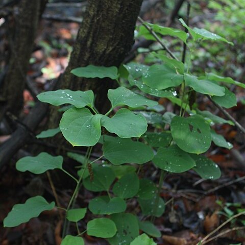 Smilax nipponica unspecified picture