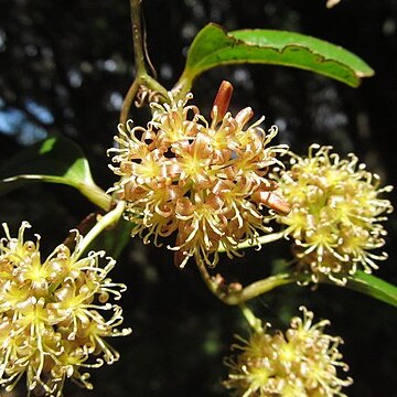 Smilax ovalifolia unspecified picture