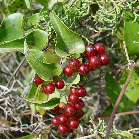 Smilax unspecified picture