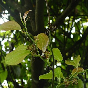 Smilax azorica unspecified picture