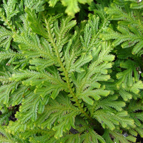 Selaginella moellendorffii unspecified picture