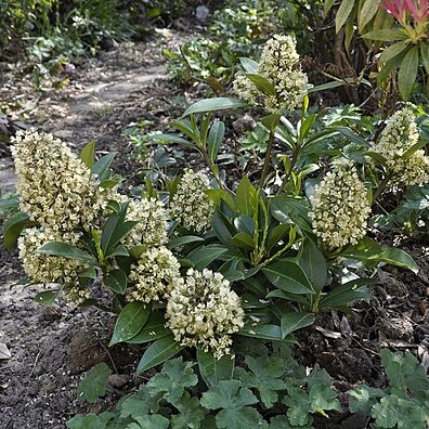 Skimmia anquetilia unspecified picture