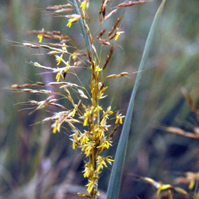 Sorghastrum unspecified picture