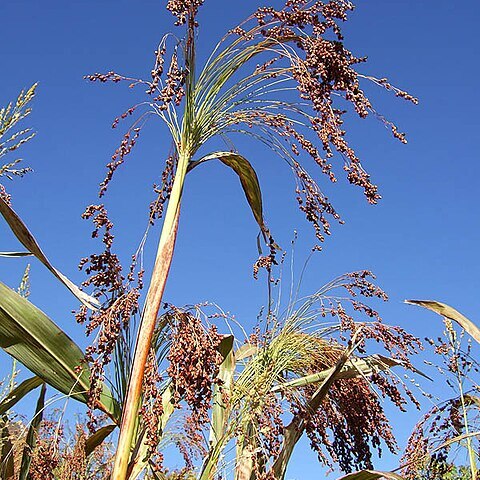 Sorghum arundinaceum unspecified picture