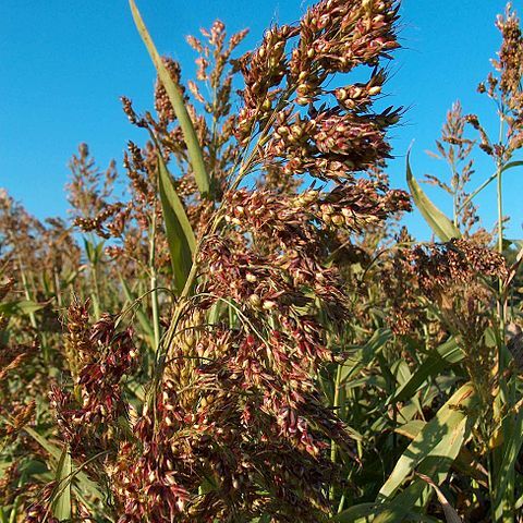 Sorghum x drummondii unspecified picture