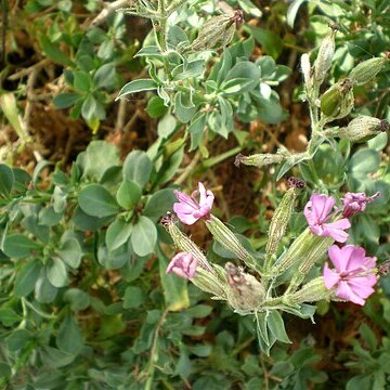 Silene fruticosa unspecified picture