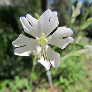 Silene tomentosa unspecified picture