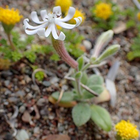 Silene discolor unspecified picture