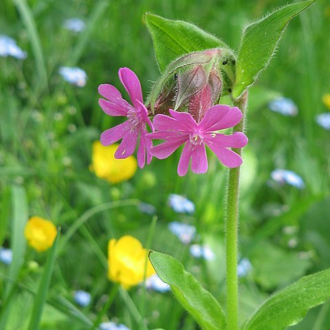 Silene disticha unspecified picture