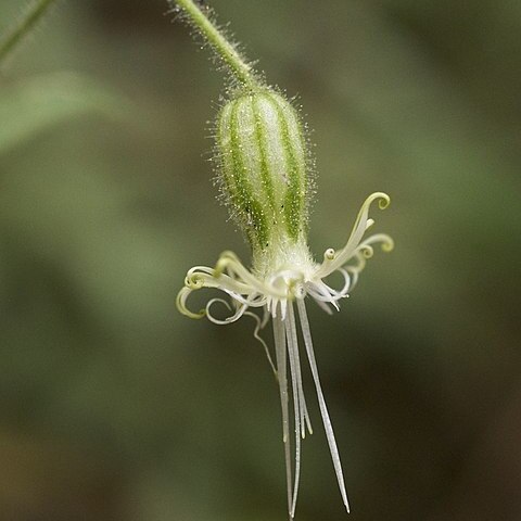 Silene lemmonii unspecified picture