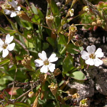 Silene rupestris unspecified picture