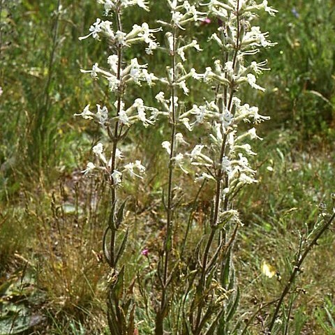 Silene viscosa unspecified picture