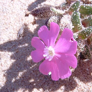 Silene obtusifolia unspecified picture