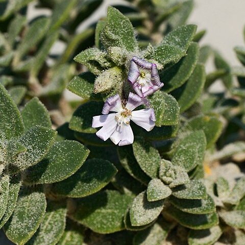 Silene succulenta unspecified picture