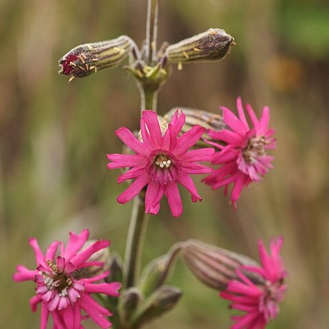 Silene scouleri unspecified picture