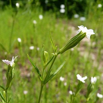 Silene linicola unspecified picture