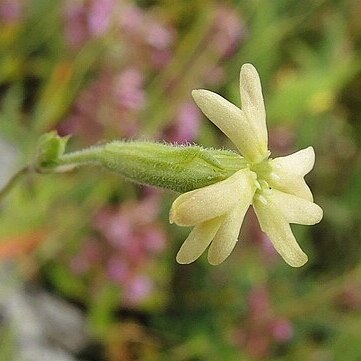 Silene flavescens unspecified picture