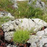 Silene flavescens unspecified picture