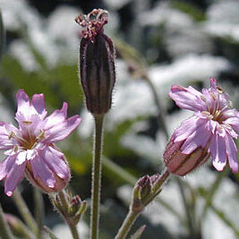 Silene verecunda unspecified picture