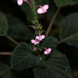 Streblacanthus unspecified picture