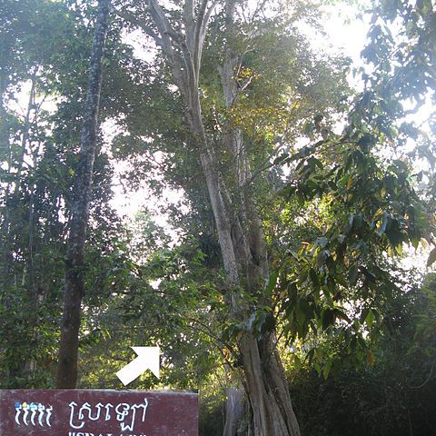 Lagerstroemia calyculata unspecified picture