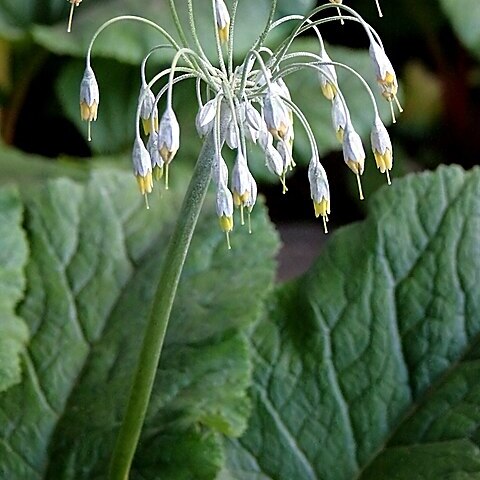 Primula grandis unspecified picture